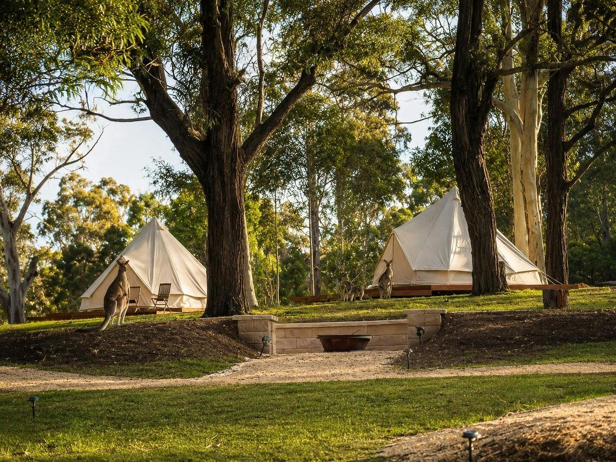 Glamping tents among the gum trees at Adeline Estate