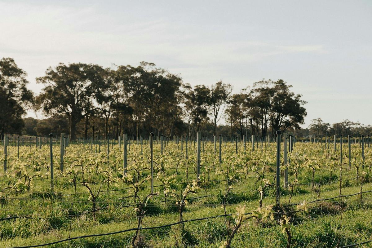 Vineyard in Wilyabrup, WA