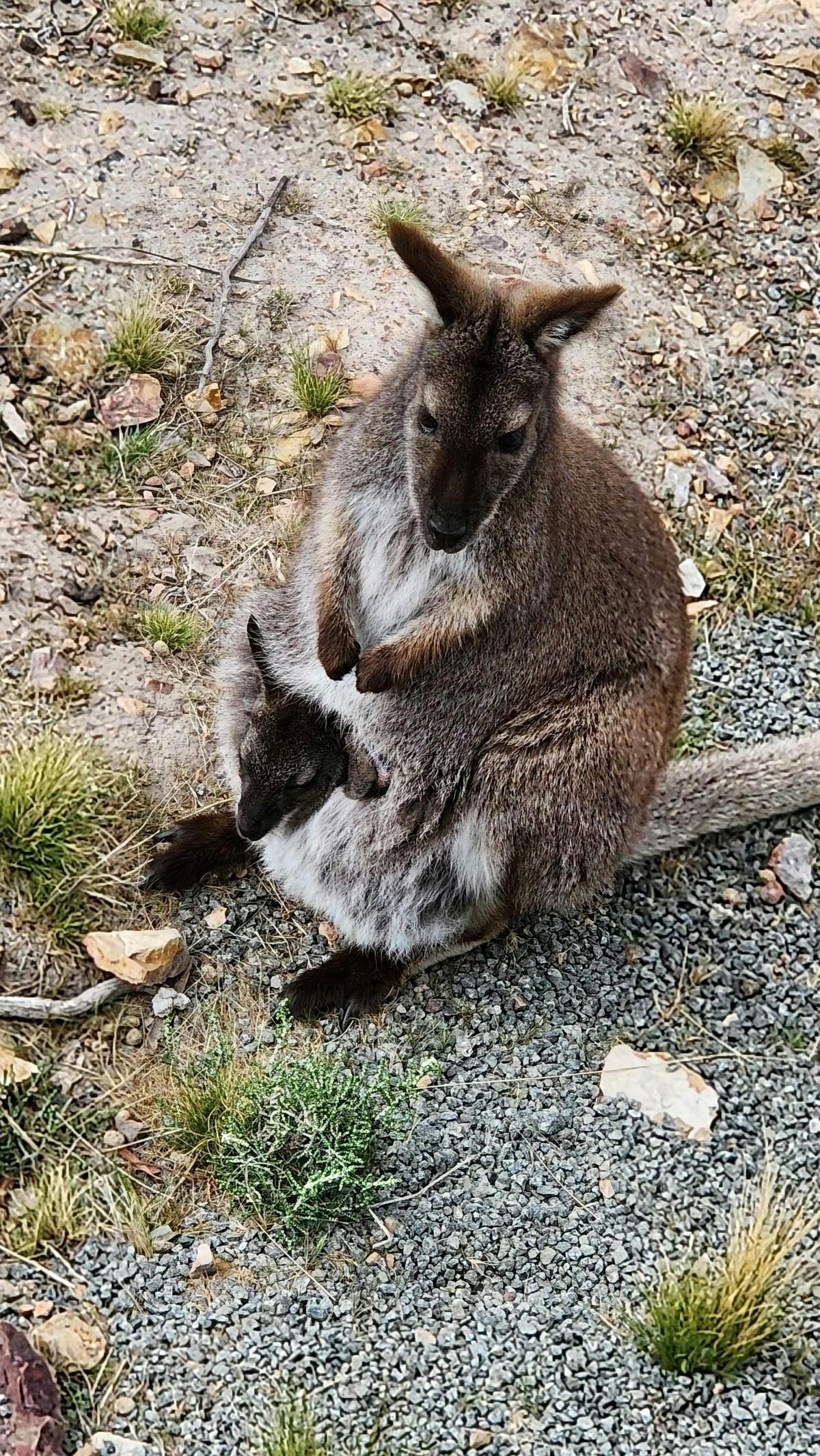Meet the local wildlife