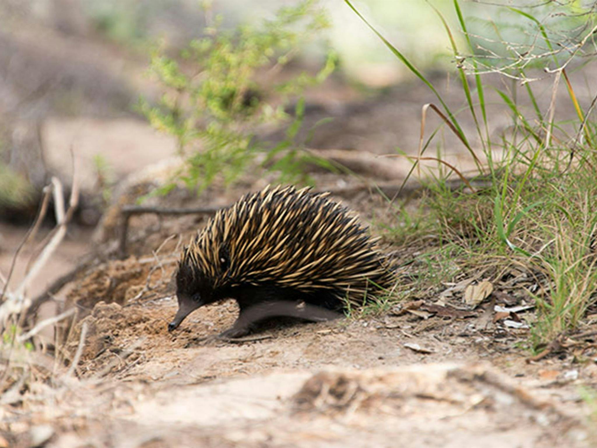 Morna Point walk, Tomaree National Park. Photo: John Spencer