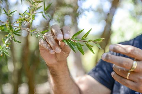 Bush Tucker Tour