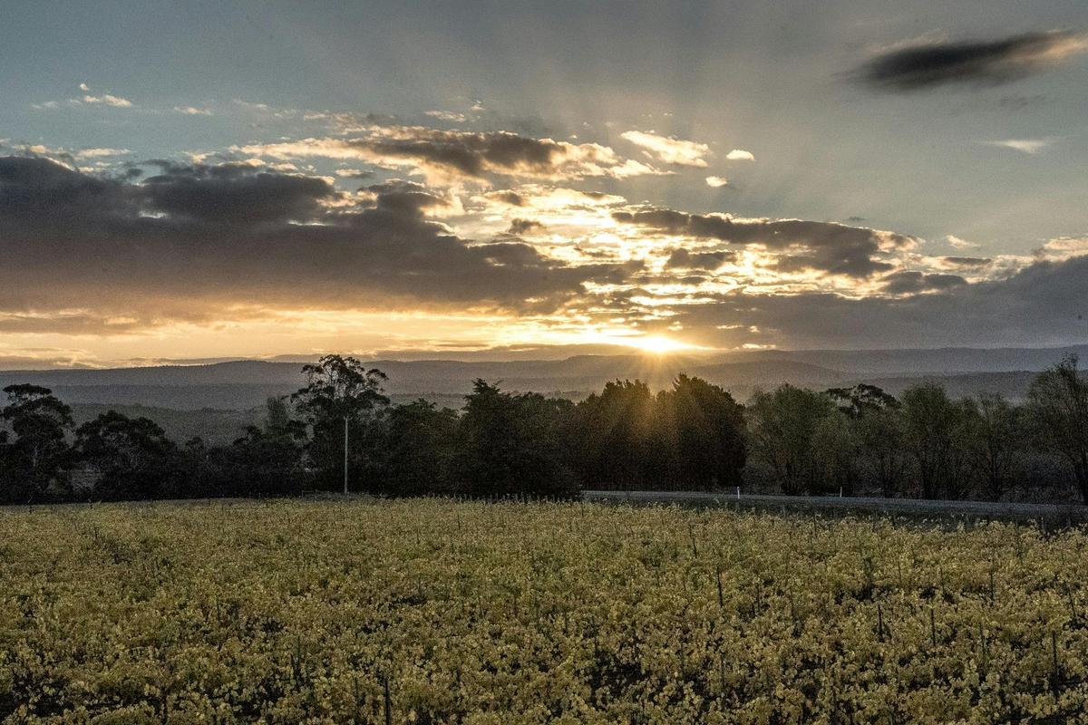 stunning Elmsroe Vineyard