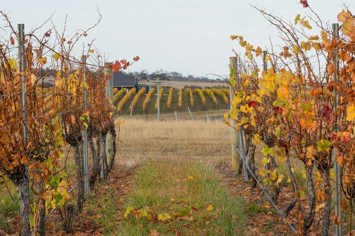 Autumn at Elmsroe Vineyard