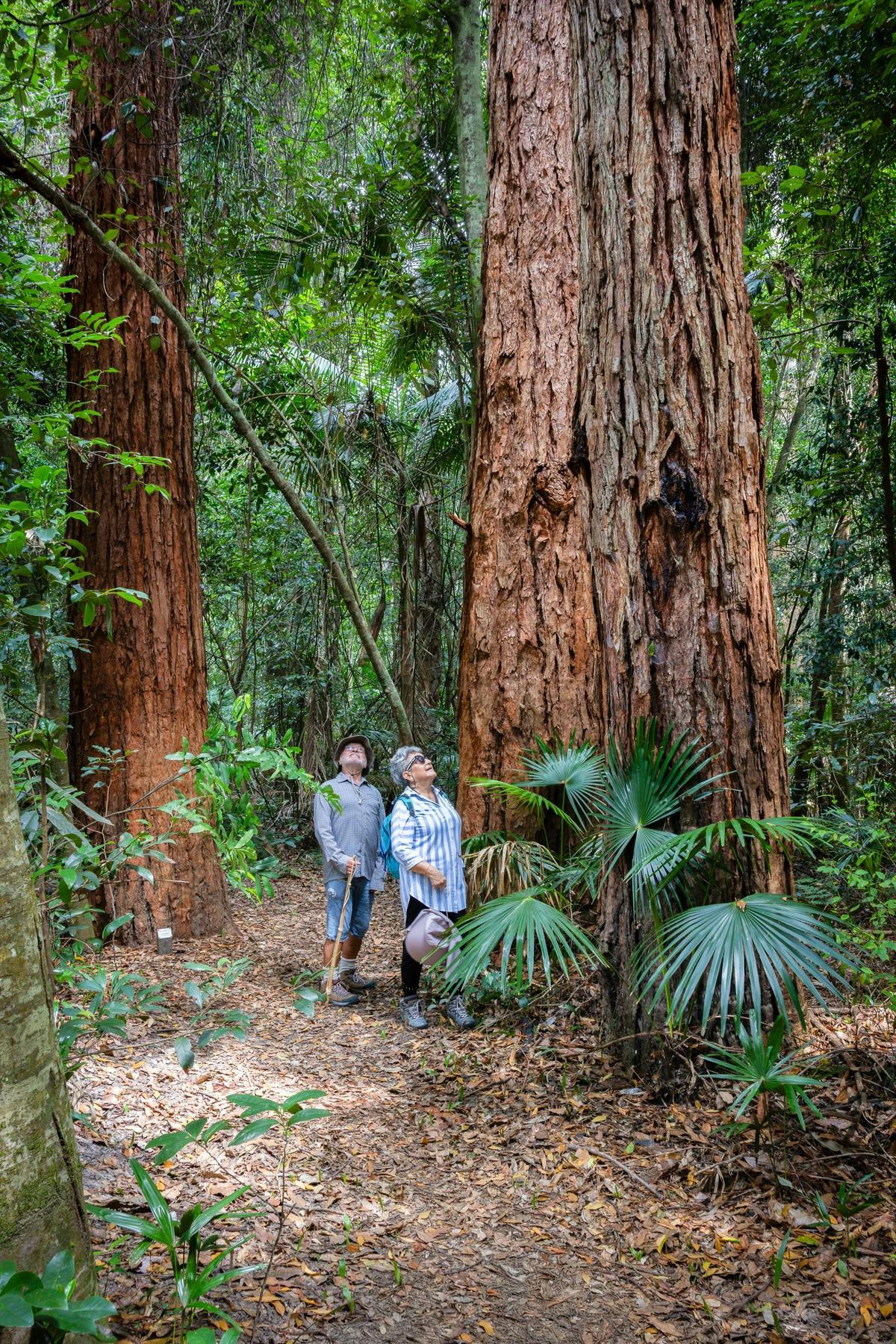 Giant trees fringe the Arboretum Track, Strickland State Forest