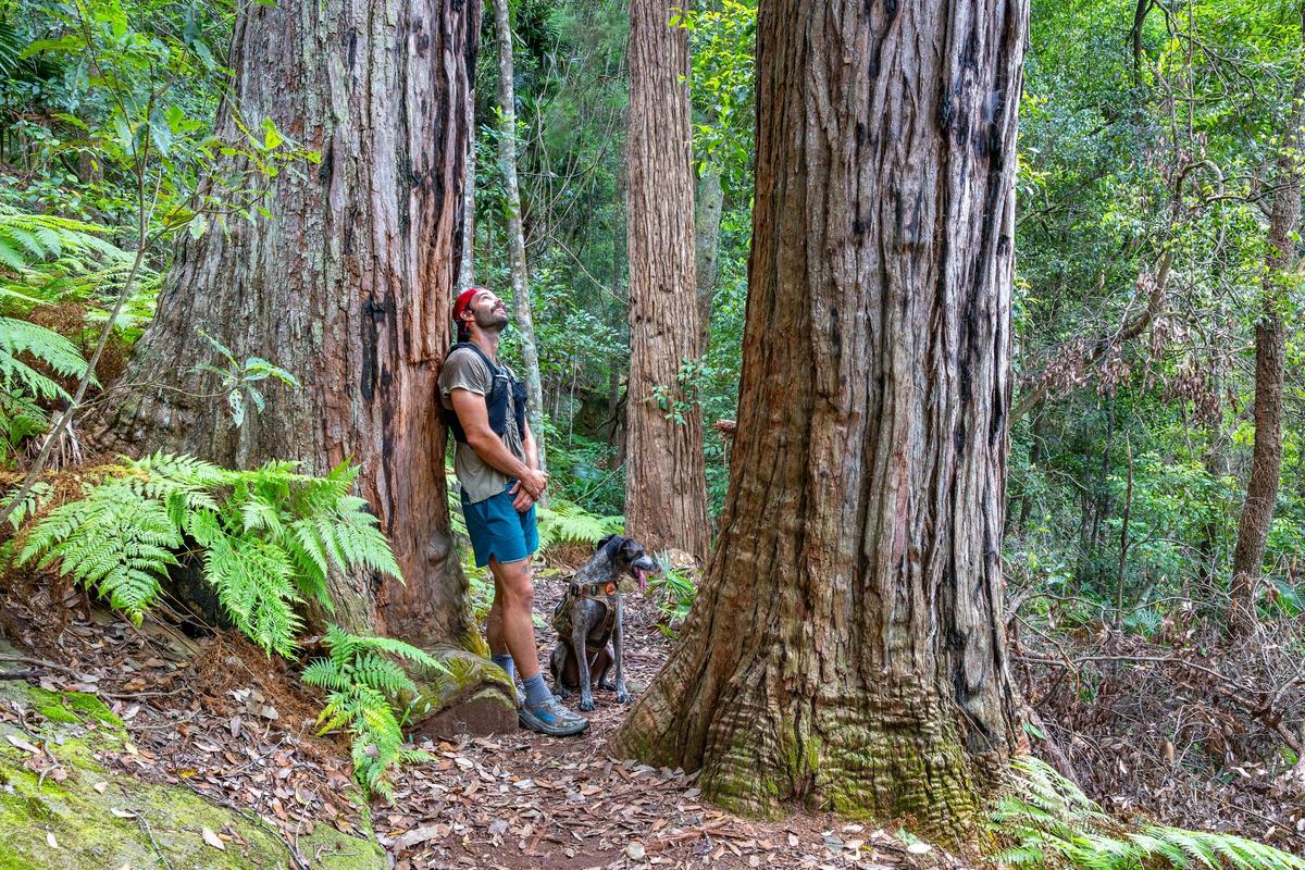 Towering trees along the Arboretum Walking Track