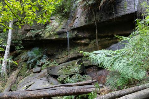 Strickland Falls Track