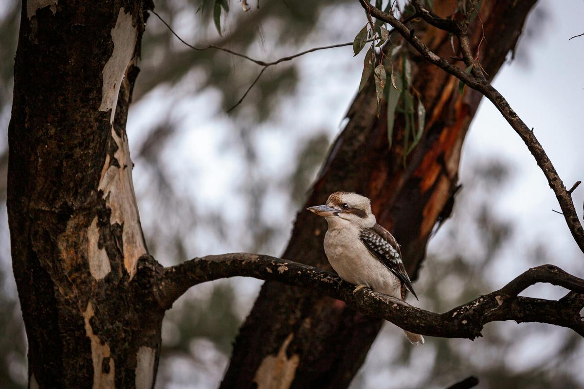 Kookaburras in the Island Sanctuary
