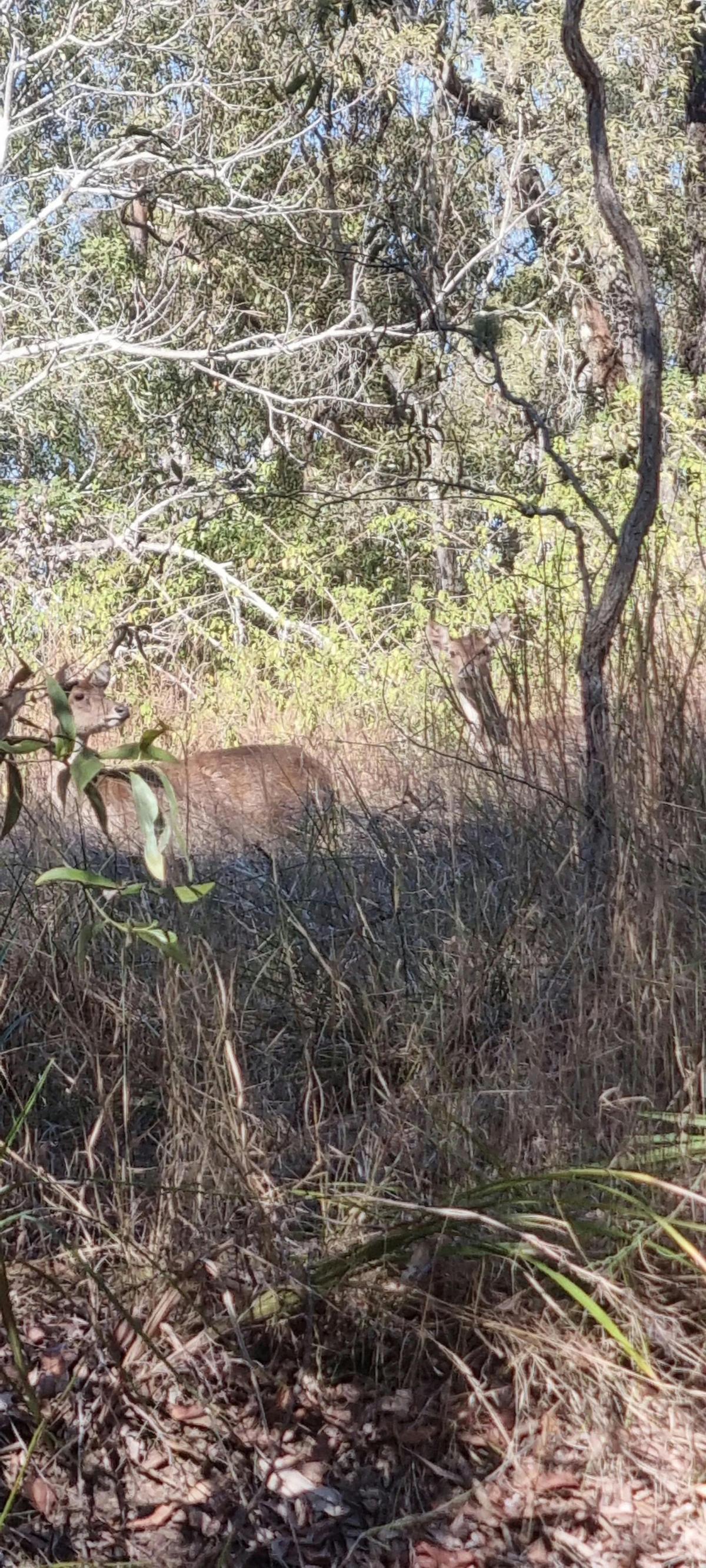 Deer