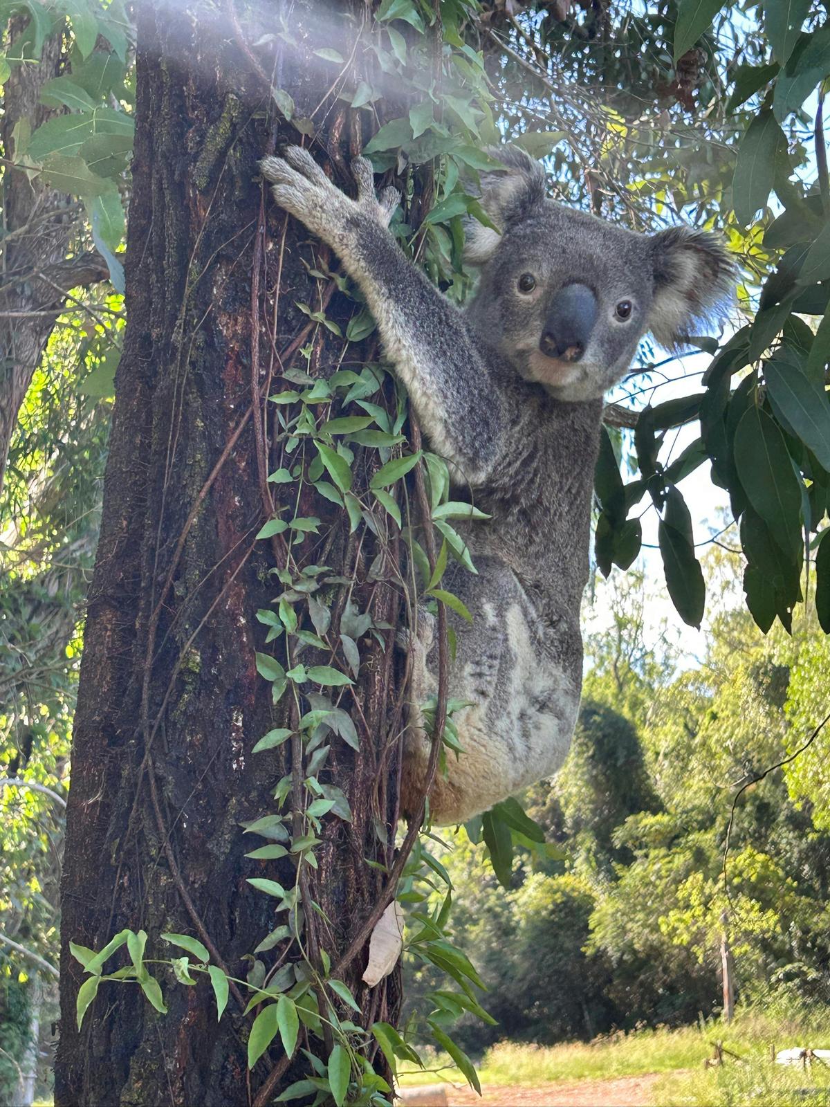 Koala
