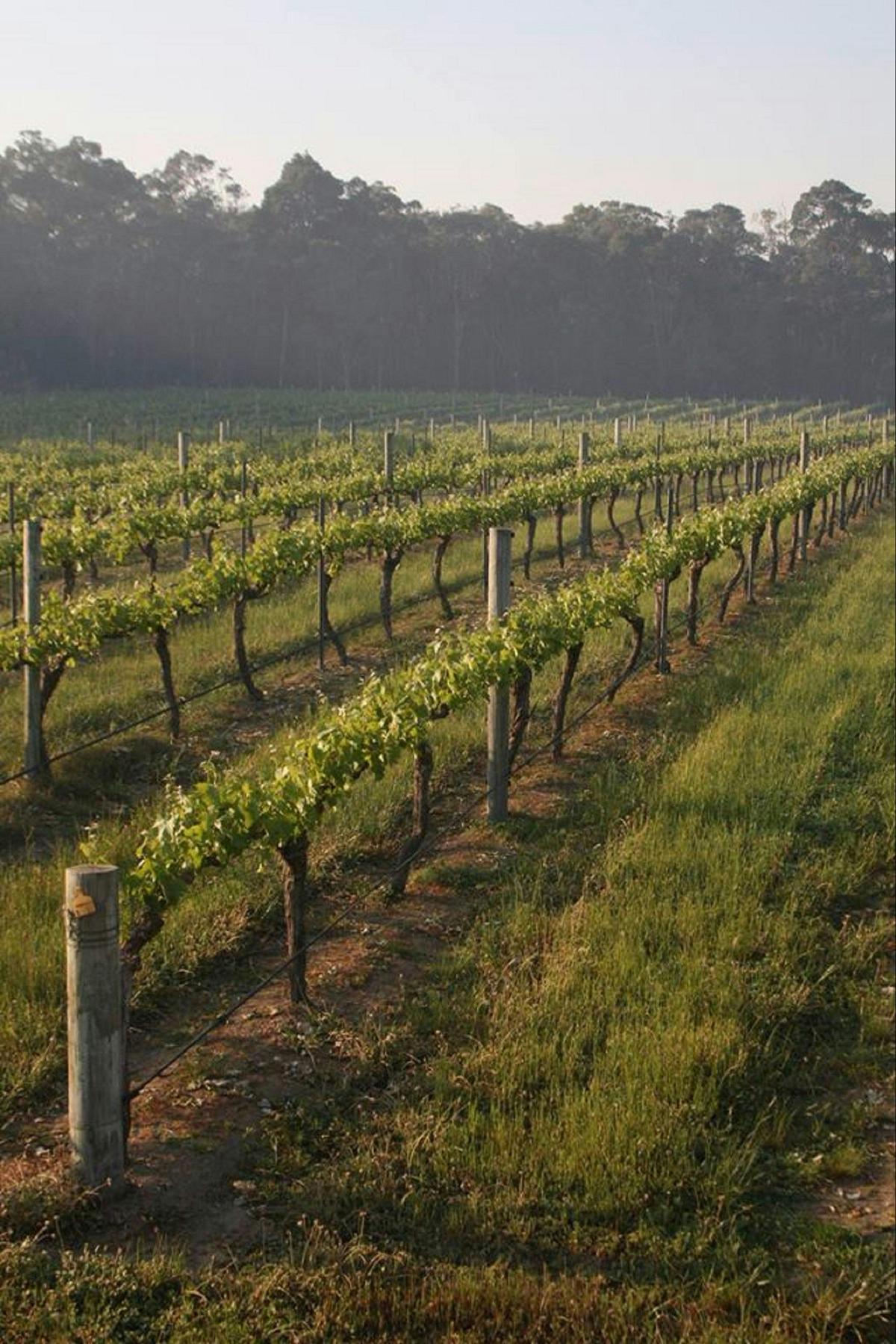 Cape Grace Wines Cellar Door