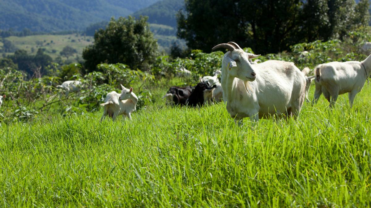 Nimbin Valley Dairy