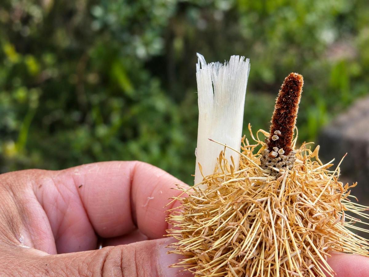 Berry Island Aboriginal Cultural Experience