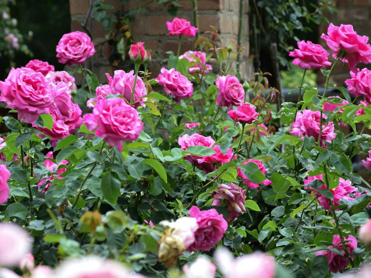 Rose Week HVG