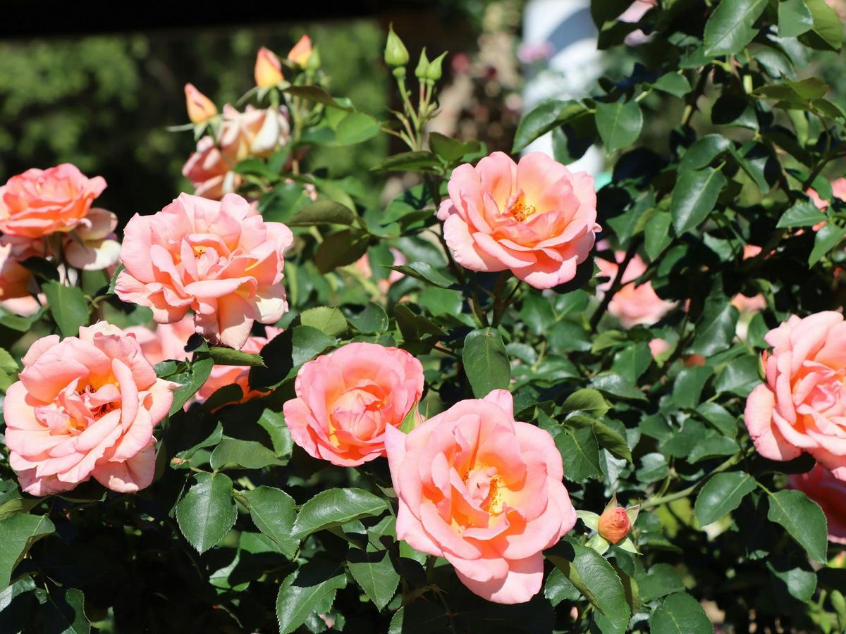 Rose Week HVG