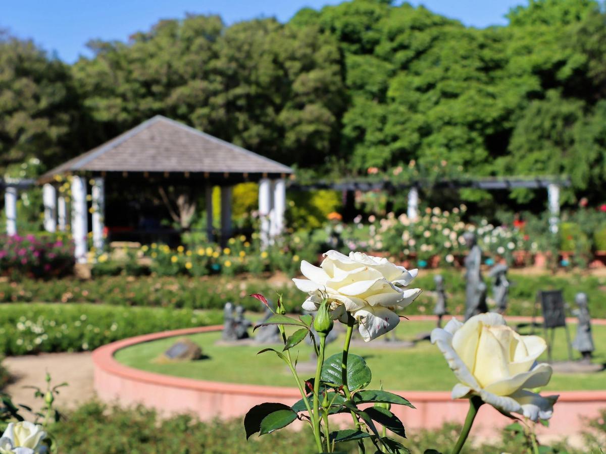 Rose Week HVG