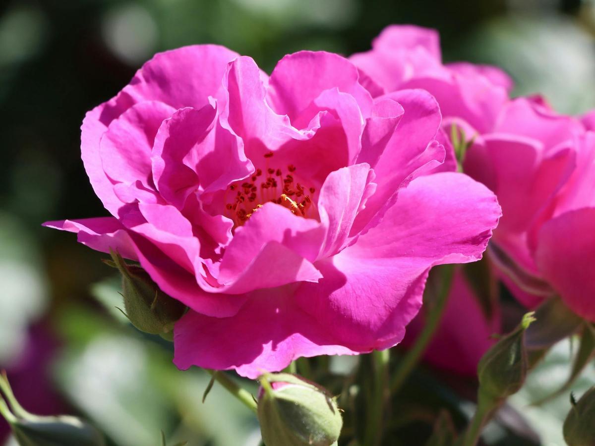 Rose Week HVG