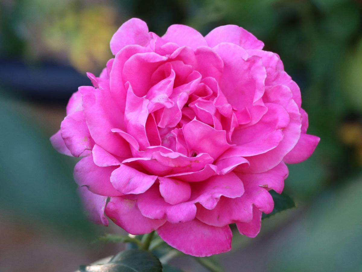 Rose Week HVG