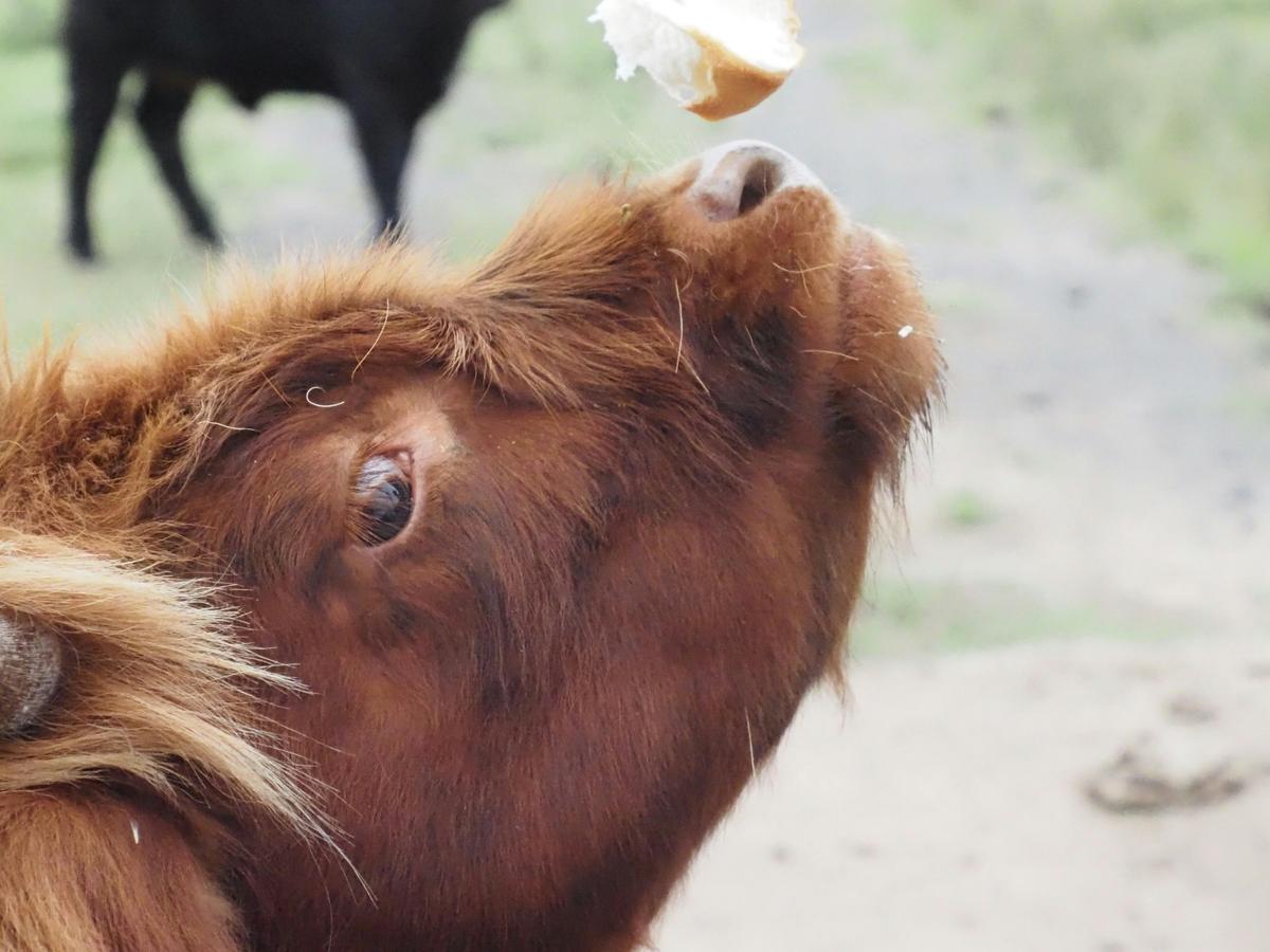 Our cows love their treats