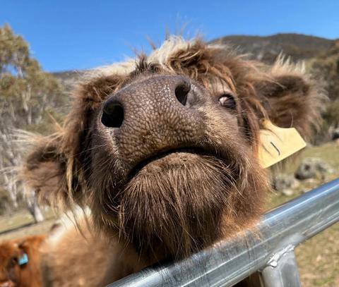 Highland Coo Safari