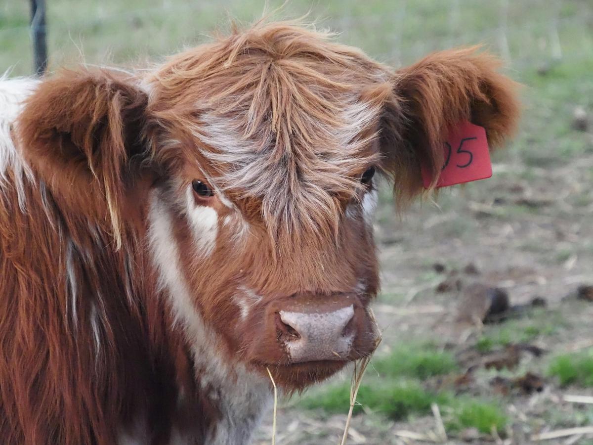 Fluffy coos