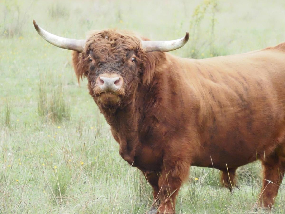 Our bull Braveheart