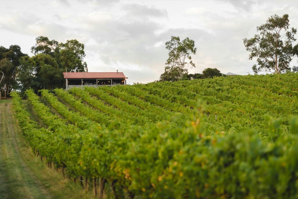 Fin Wines cellar door set among the vines at Dixons Creek.