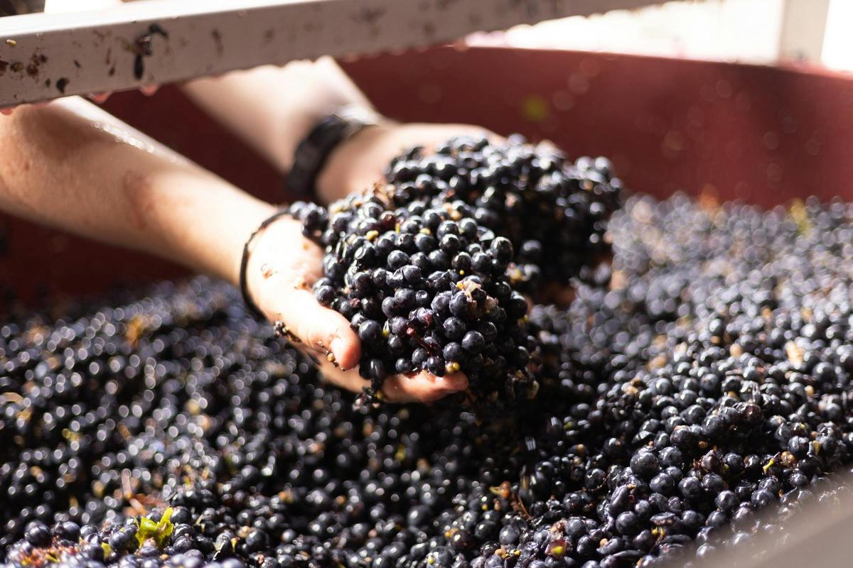 Hand-picked, dry-grown grapes ready for minimal-intervention winemaking at Steels Gate Dixons Creek