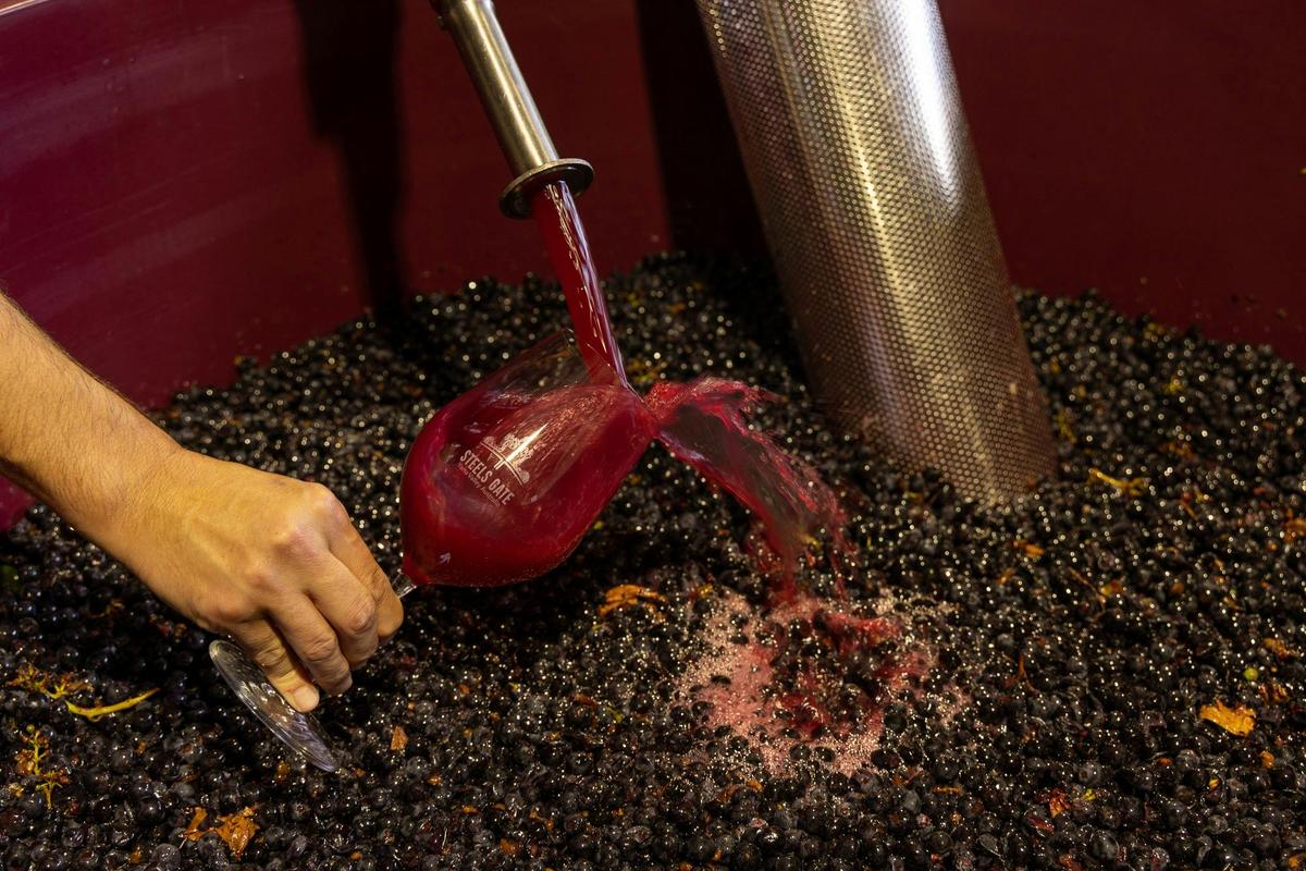 Fresh Pinot Noir juice being sampled directly from the fermenter during vintage at Steels Gate Wines