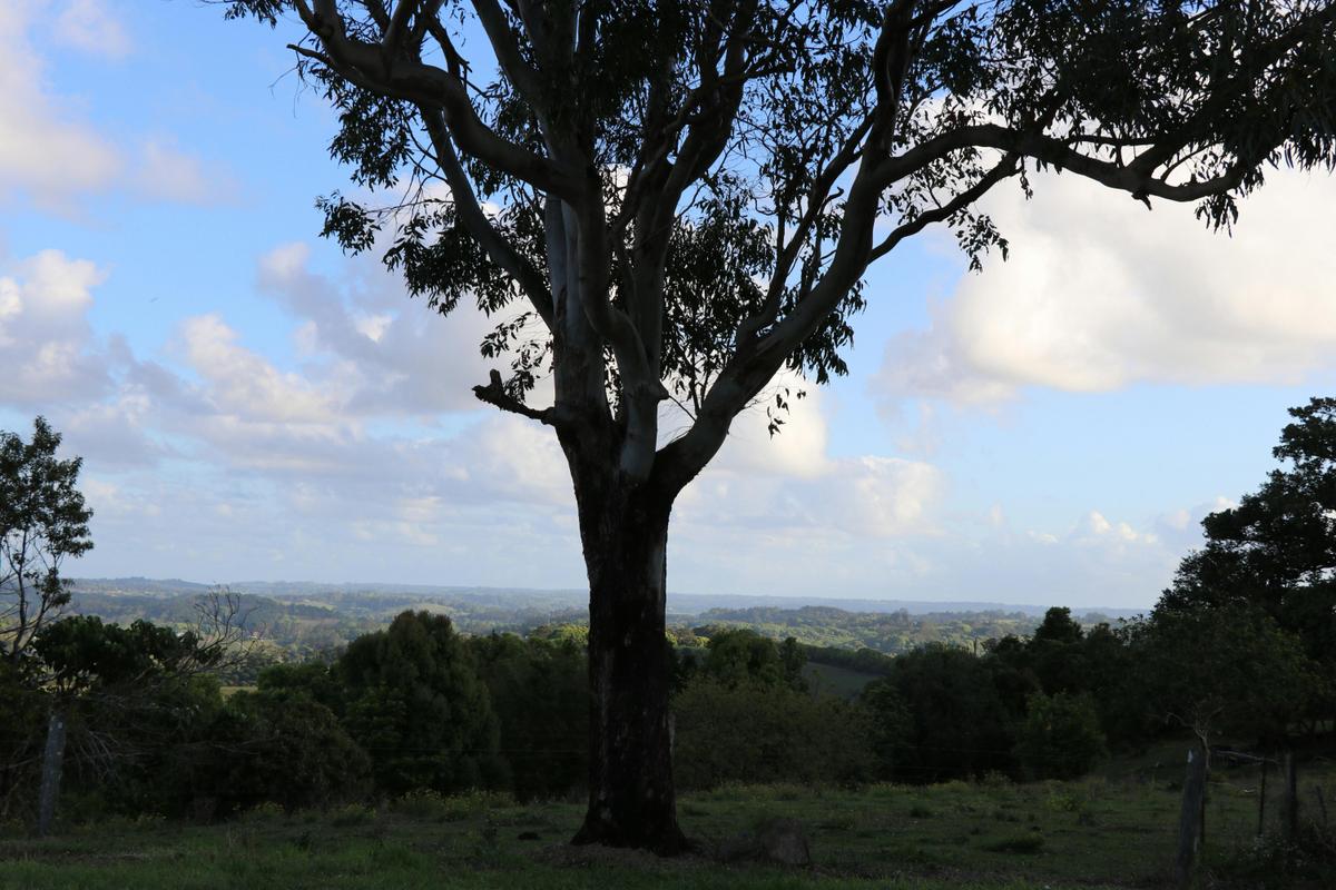 Scarrabelotti's Lookout Tower