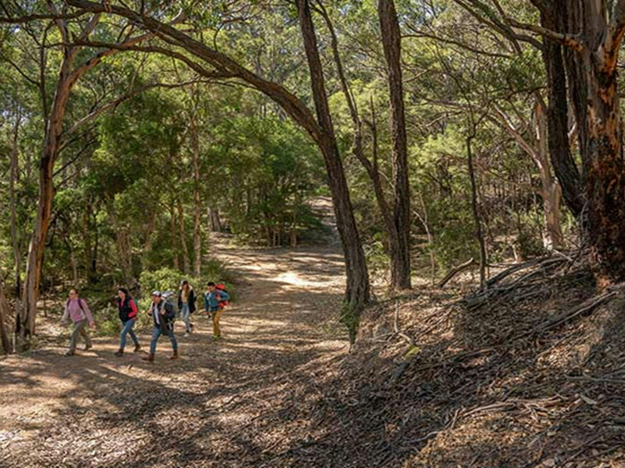 A group of friends walking along Silver Peak Mine track in Yerranderie Regional Park. Photo: John