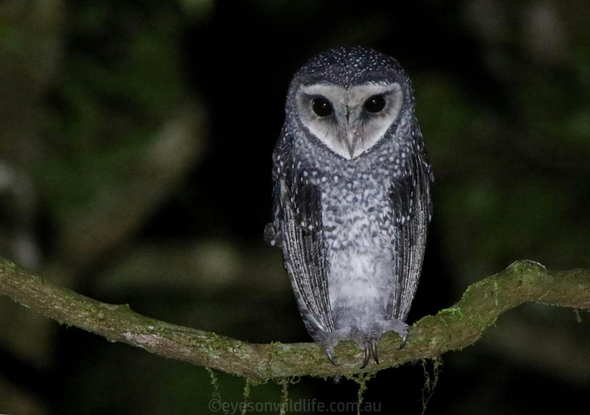 Lesser Sooty Owl  from a nocturnal tour