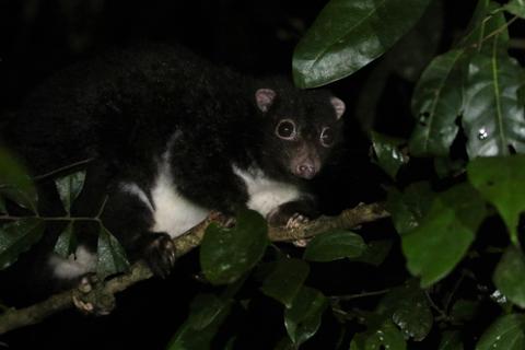 Nocturnal Wet Tropics Tour - 2.5 hrs