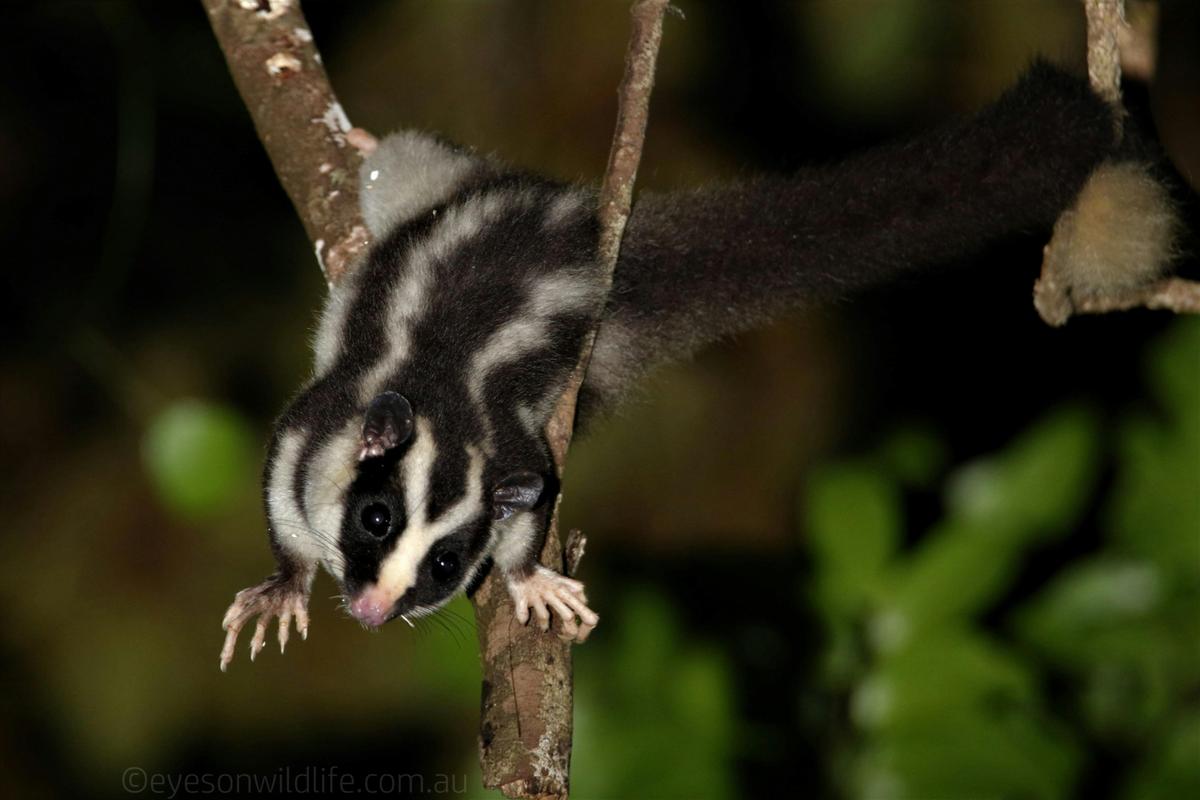 Striped Possum from a nocturnal tour