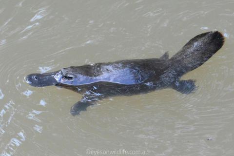 Eyes on Wildlife - Birding & Wildlife Tours