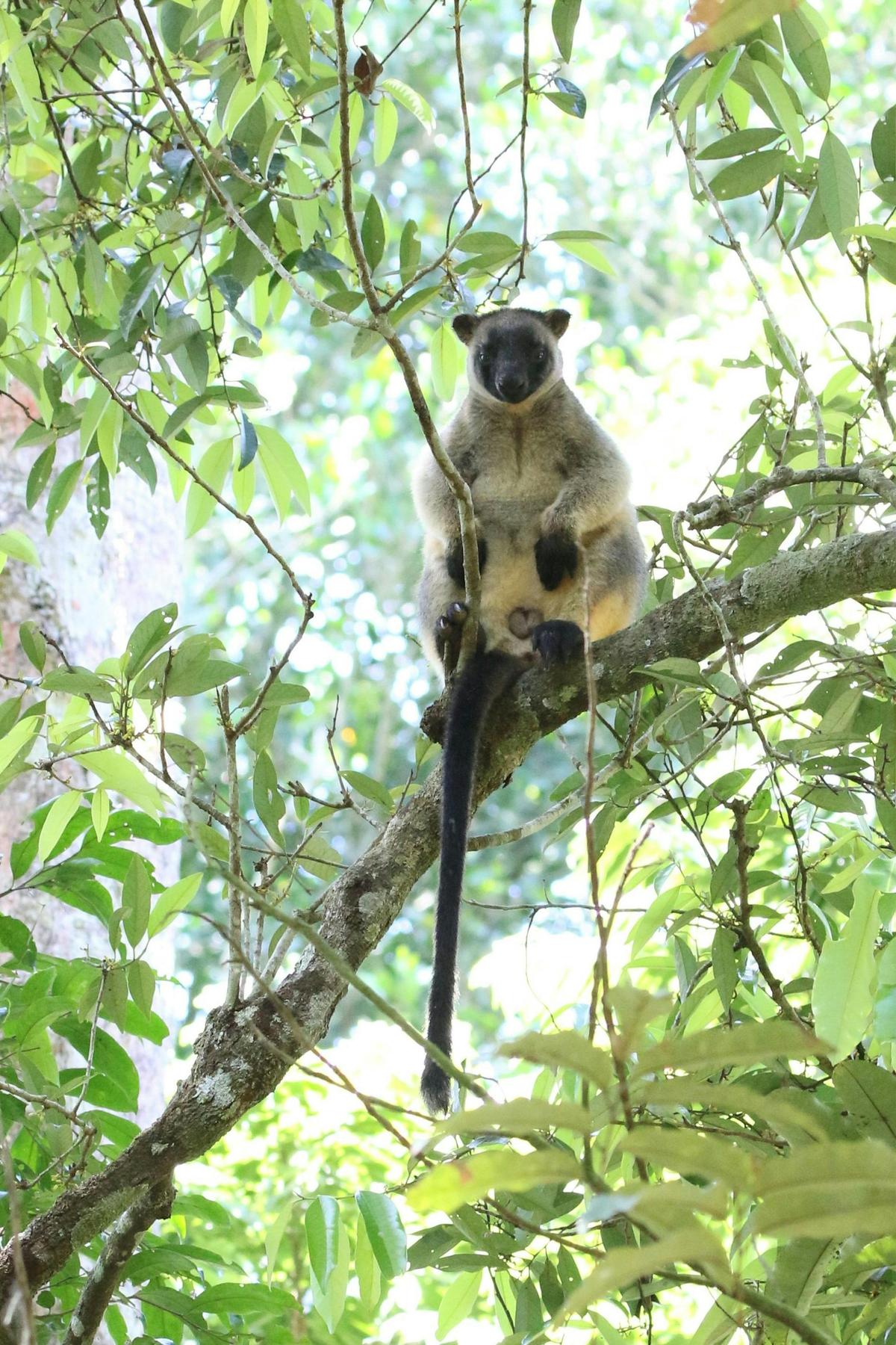Lumholtz's Tree-kangaroo in the rainforest canopy
