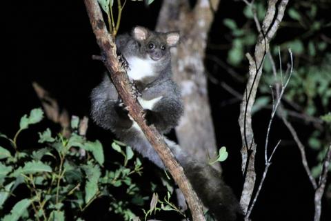 Nocturnal Exploration Tour - 4 hrs
