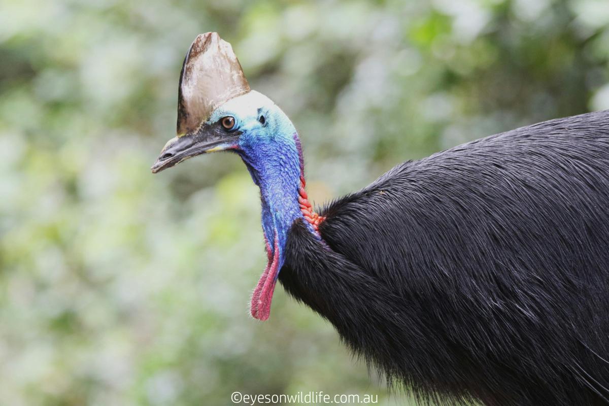 Southern Cassowary