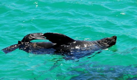 Narooma seals and whales discovery tour