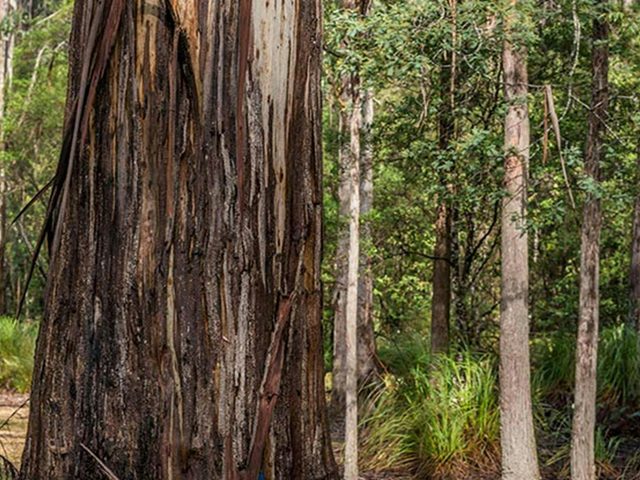 Waalimma picnic area