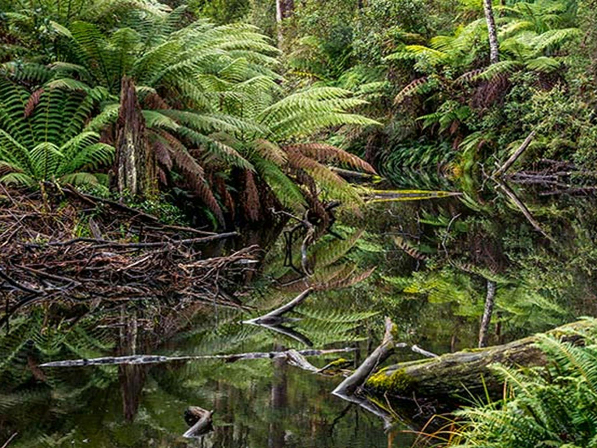 Waalimma picnic area, South East Forest National Park. Photo credit: John Spencer &copy; DPIE