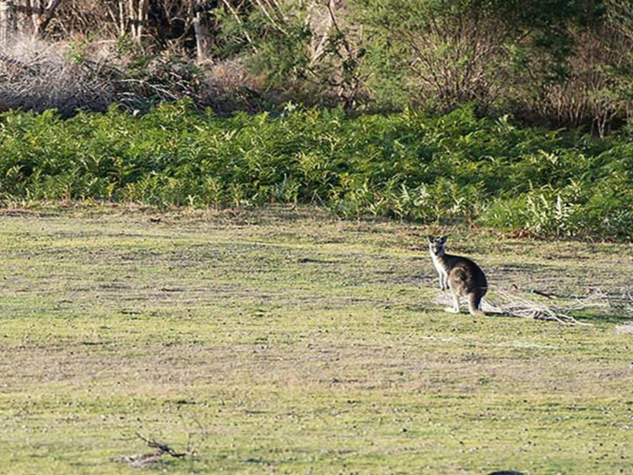 Kangaroo on the grass at Turingal Head picnic area in Bournda National Park. Photo: John