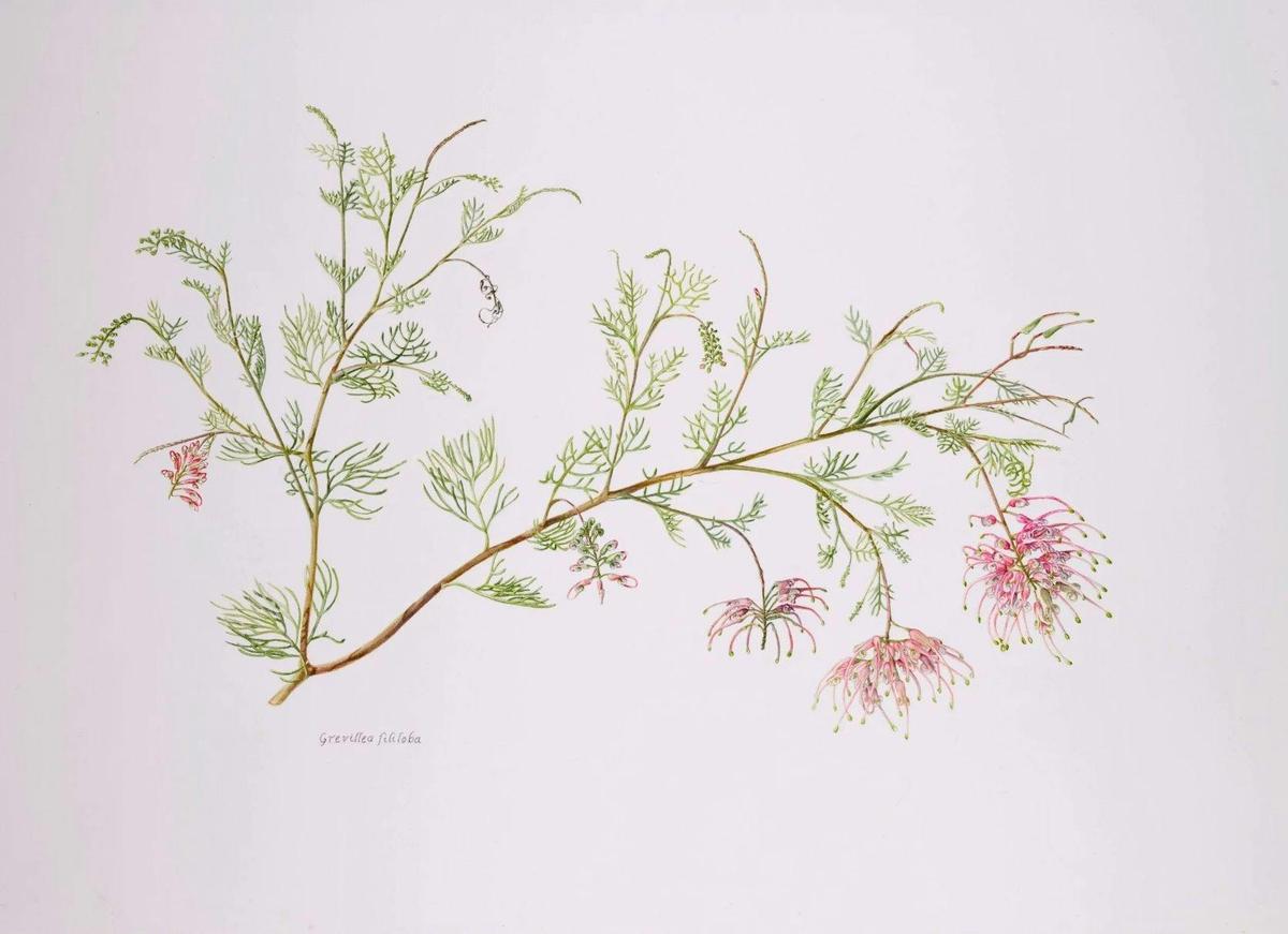 Drawing of Grevilia by Janice Hughes