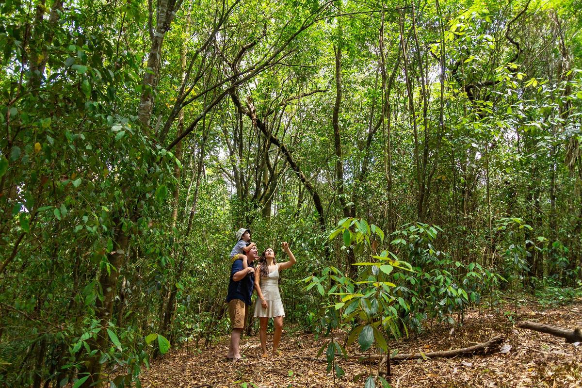 Canopy Rainforest Tree Houses