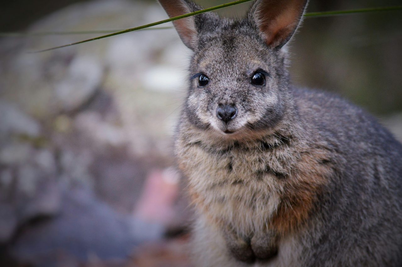 Tamar Wallaby