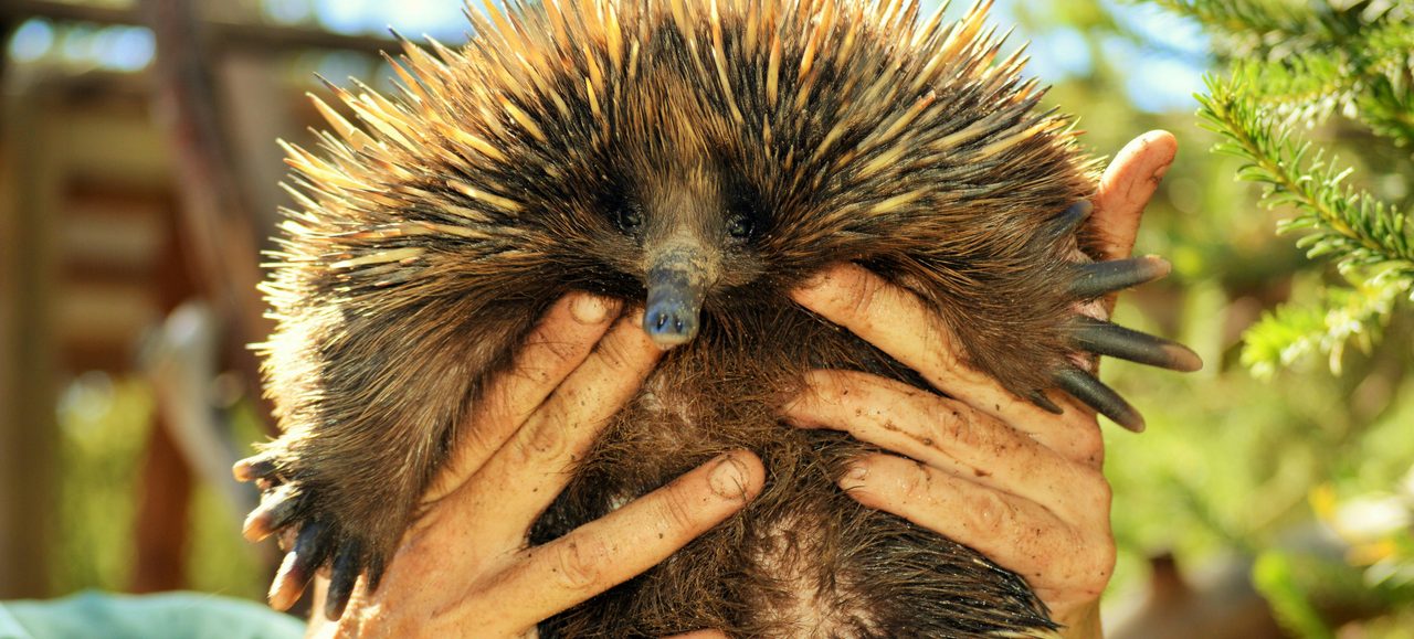Likka the Echidna