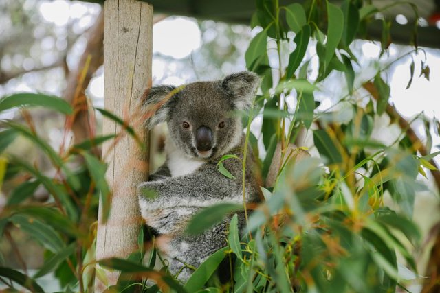 Walkabout Wildlife Sanctuary