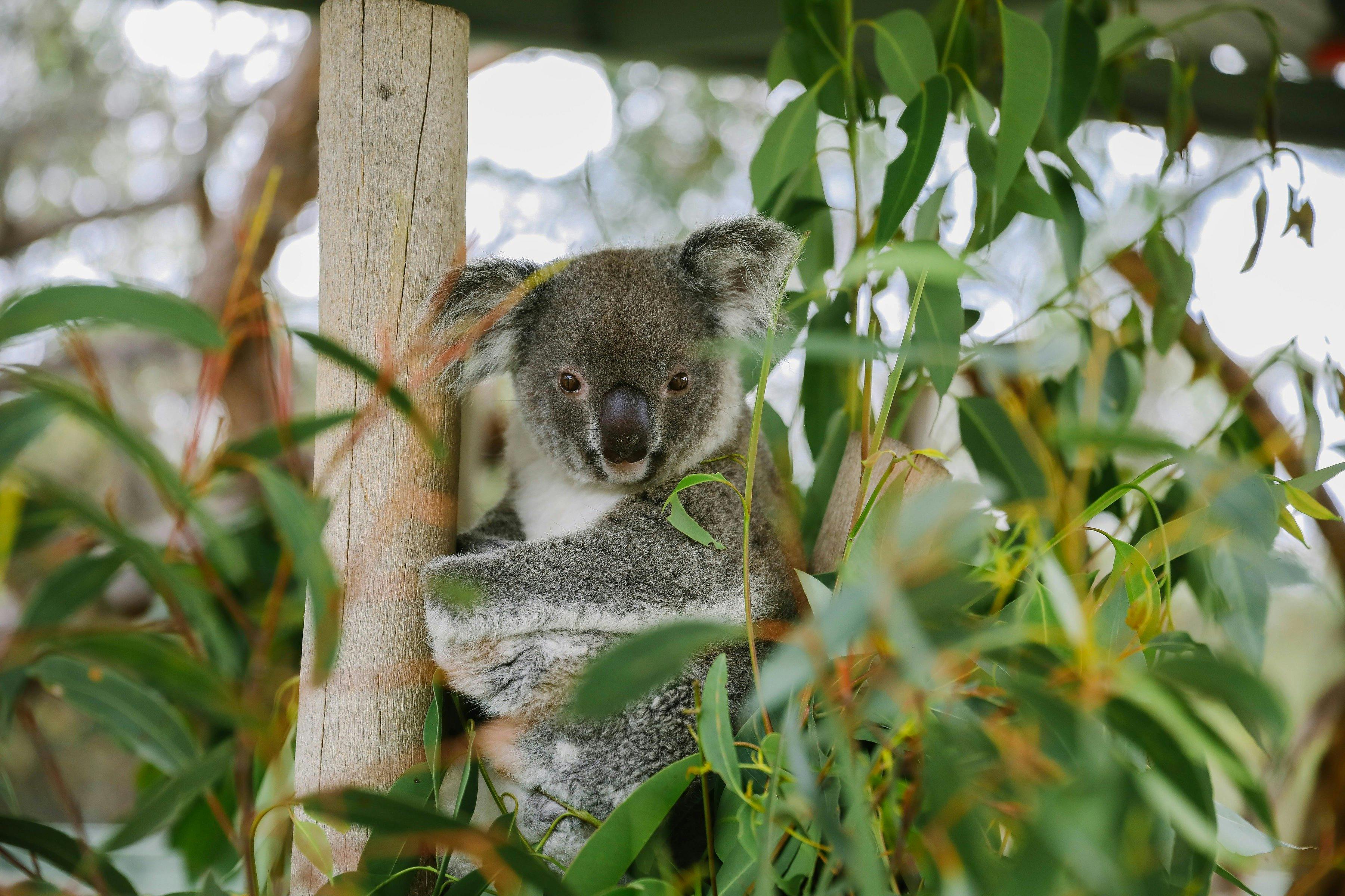 Koala ready to meet the audience