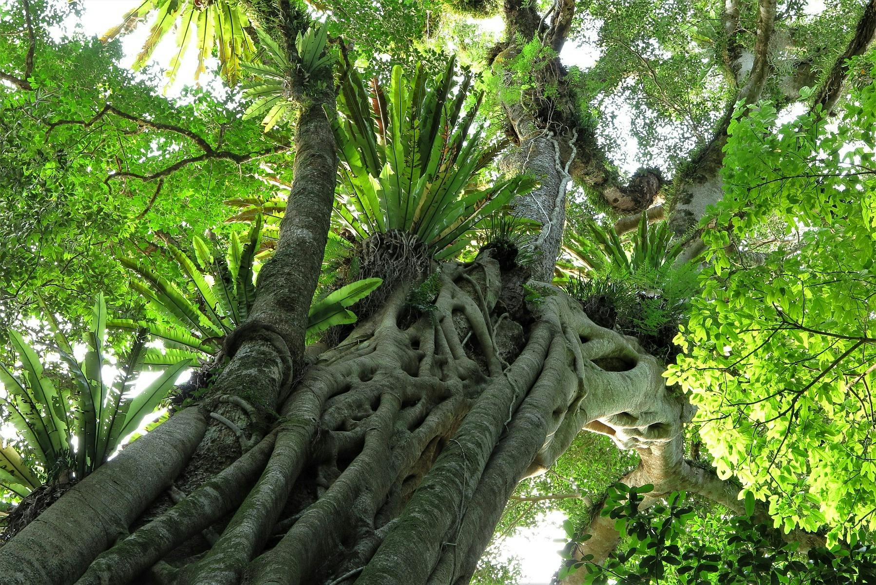 Barrington Tops National Park (Southern Gateway)
