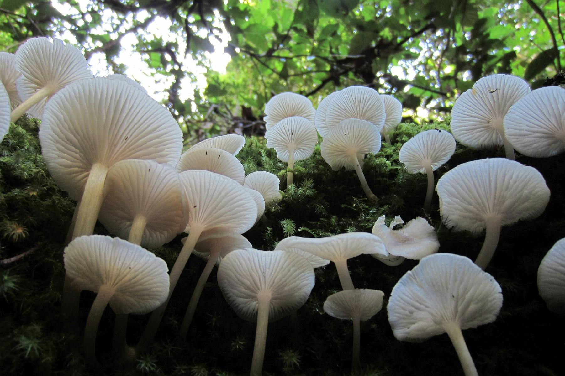 Barrington Tops National Park (Southern Gateway)