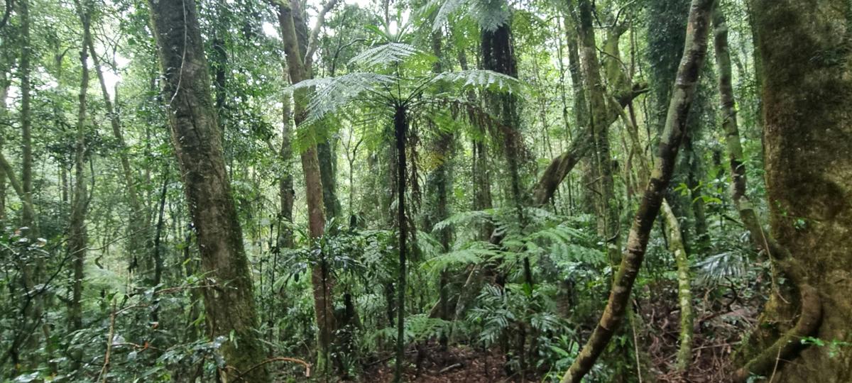 Gold Coast Hinterland
